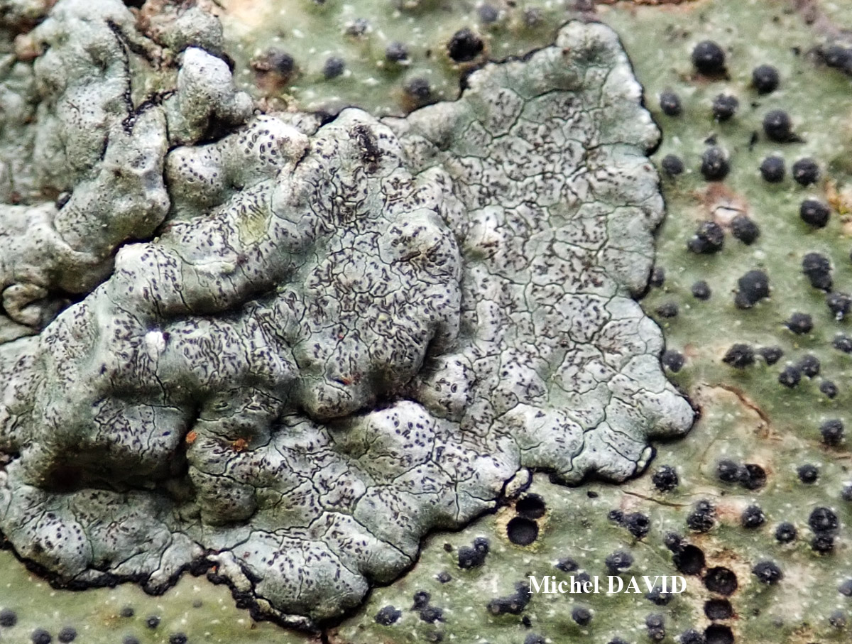 Enterographa crassa forme sur Fraxinus.